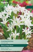 Chionodoxa Luciliae Alba (20 bulbs)