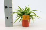 Chlorophytum 'Ocean' (12cm pot)