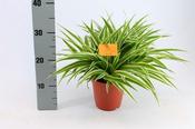 Chlorophytum "Ocean" image