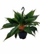 Chlorophytum 'Princess Mabel' (19cm hanging pot) image