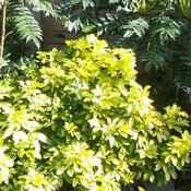 Choisya 'Sundance' (2L pot)