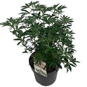 Choisya ternata 'Greenfingers' (5L pot) image