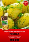 'Christmas' Seed Potato 'Nicola' (1kg)