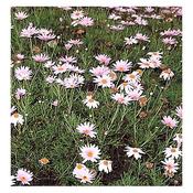 Chrysanthemum Frutescens Pink (2L pot) image