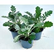 Senecio Cineraria 'Silver Dust' (10.5cm pot) image