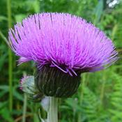 Cirsium 'Trevors Blue Wonder' (3L pot) image