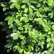 Cissus striata (3L pot) image