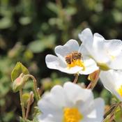 Cistus corbariensis (3L pot) image