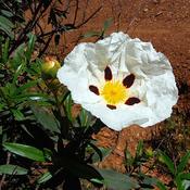 Cistus 'Jenkyn Place' (3L pot) image