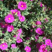 Cistus 'Sunset' (3L pot)
