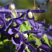 Clematis 'Alpina' (2L pot)