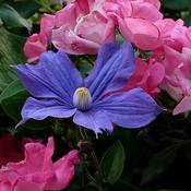 Clematis 'Durandii' (2L pot) image