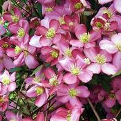 Clematis montana 'Van Gogh' (2L pot) image