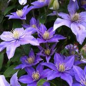Clematis 'Olympia' (19cm pot)