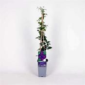 Clematis 'Polish Spirit' (2L pot)