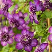 Clematis viticella 'Welcome home' (16cm pot)