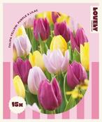 Combi Tulip Yellow, Purple, Lilac (15 bulbs) image