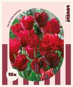 Combi Tulip Red Shades (15 bulbs) image