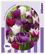 Combi Tulipa Violet &amp; White Blend (15 bulbs) image