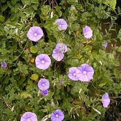 Convolvulus sabatius (9cm pot) image