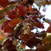 Copper Beech (Fagus sylvatica ‘purpurea’)