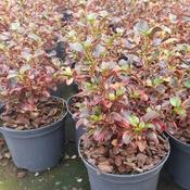 Coprosma 'Inferno' (1L pot) image
