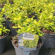 Coprosma 'Lemon And Lime' (1L pot)