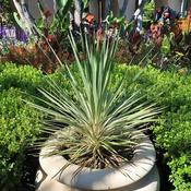 Cordyline Australis (2L pot)
