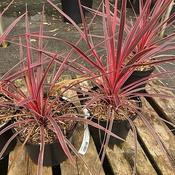 Cordyline 'Charlie Boy' (2L pot)