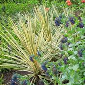 Cordyline 'Torbay Dazzler' (7.5L pot) image