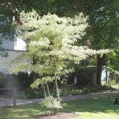 Cornus controversa 'Variegata' (18L pot) image