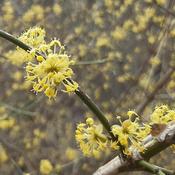 Cornus Mas (3L pot) image