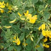 Coronilla glauca 'Citrina' (3L pot) image