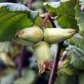 Corylus 'Webb's Prize Cob' (7.5L pot) image