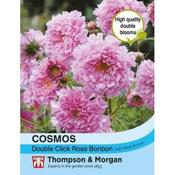 Cosmos 'Double Click Rose Bonbon' image