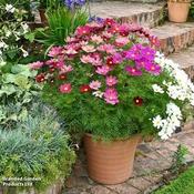 Cosmos Gazebo Mixture (100)