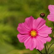 Cosmos 'Odyssey Pink' (2L pot) image