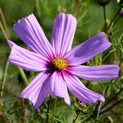 Cosmos 'Odyssey Violet' (2L pot) image