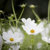 Cosmos 'Odyssey White' (2L pot)