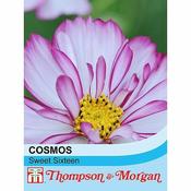 Cosmos 'Sweet Sixteen' (70) image
