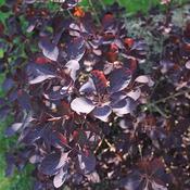 Cotinus Cogg. 'Royal Purple' (10L pot) image