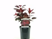 Cotinus 'Royal Purple' (3L pot)