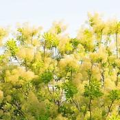 Cotinus coggygria 'Golden Lady' (4.6L pot)