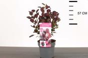 Cotinus coggygria 'Lilla' ® (4.6L pot) image