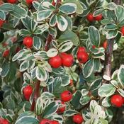 Cotoneaster 'Juliette' (10L pot) image
