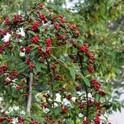 Cotoneaster Pendula Half Std (10L pot) image