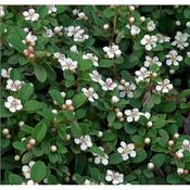 Cotoneaster 'Queen of Carpets' (3L pot) image