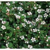 Cotoneaster 'Queen of Carpets' 3L image