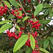 Cotoneaster cornubia (9.5L pot) image