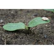 Courgette 9Cm image